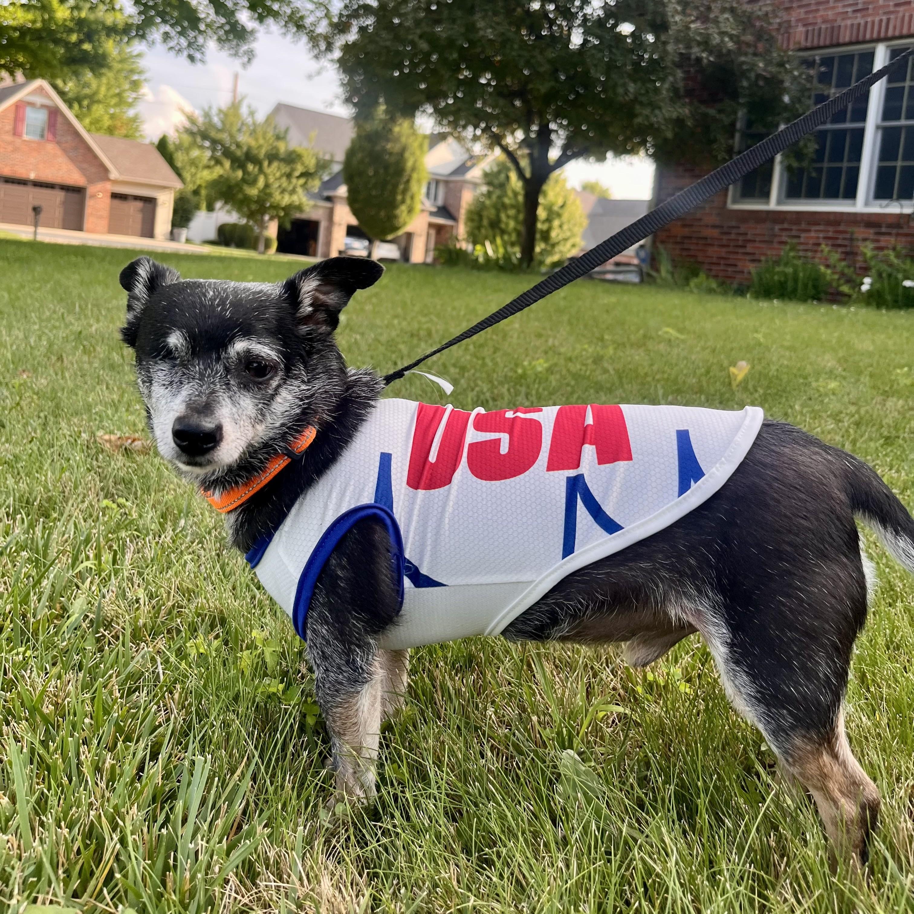 Enlarge Fitz, a Adoptable mixed breed in Normal, IL image 5/6