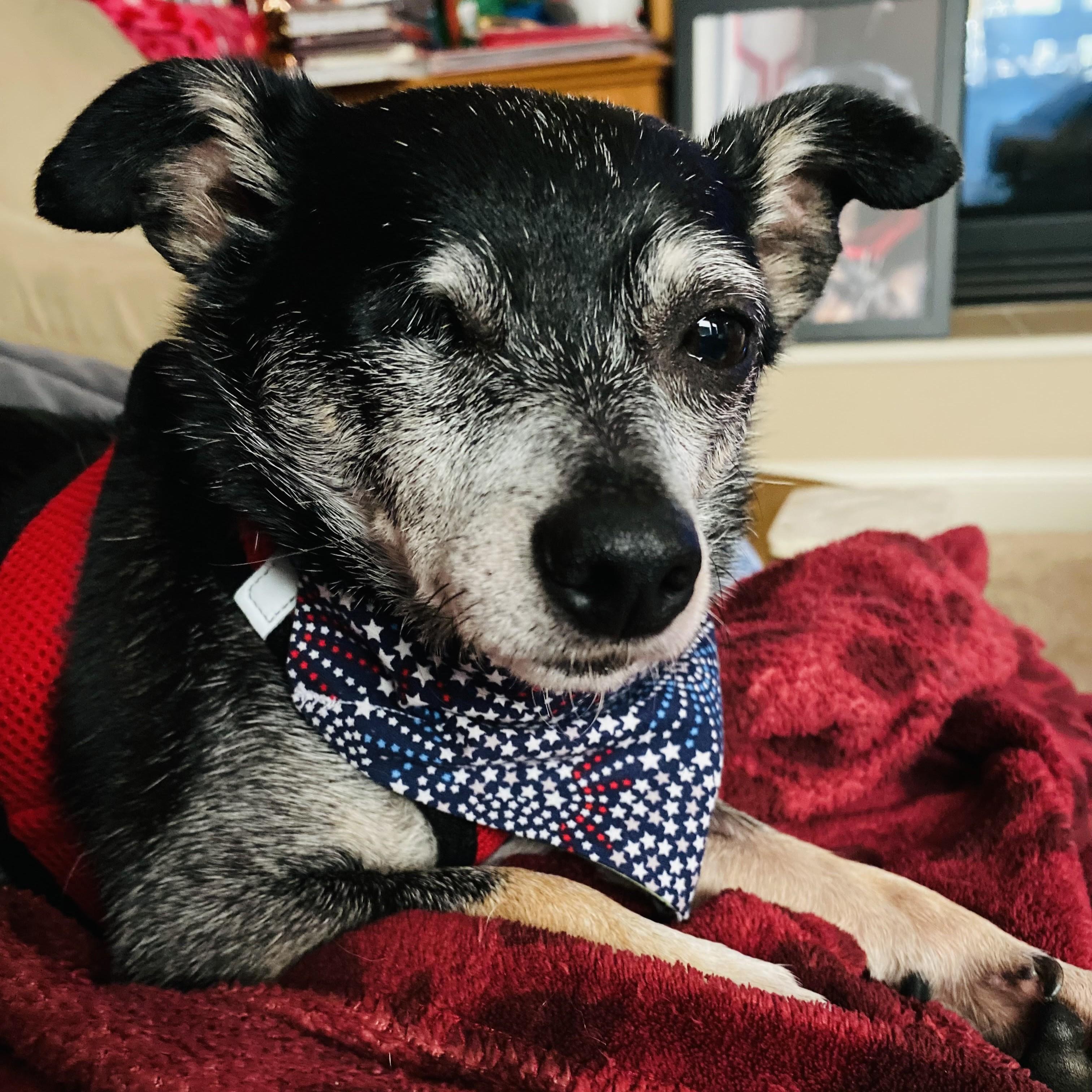 Enlarge Fitz, a Adoptable mixed breed in Normal, IL image 4/6