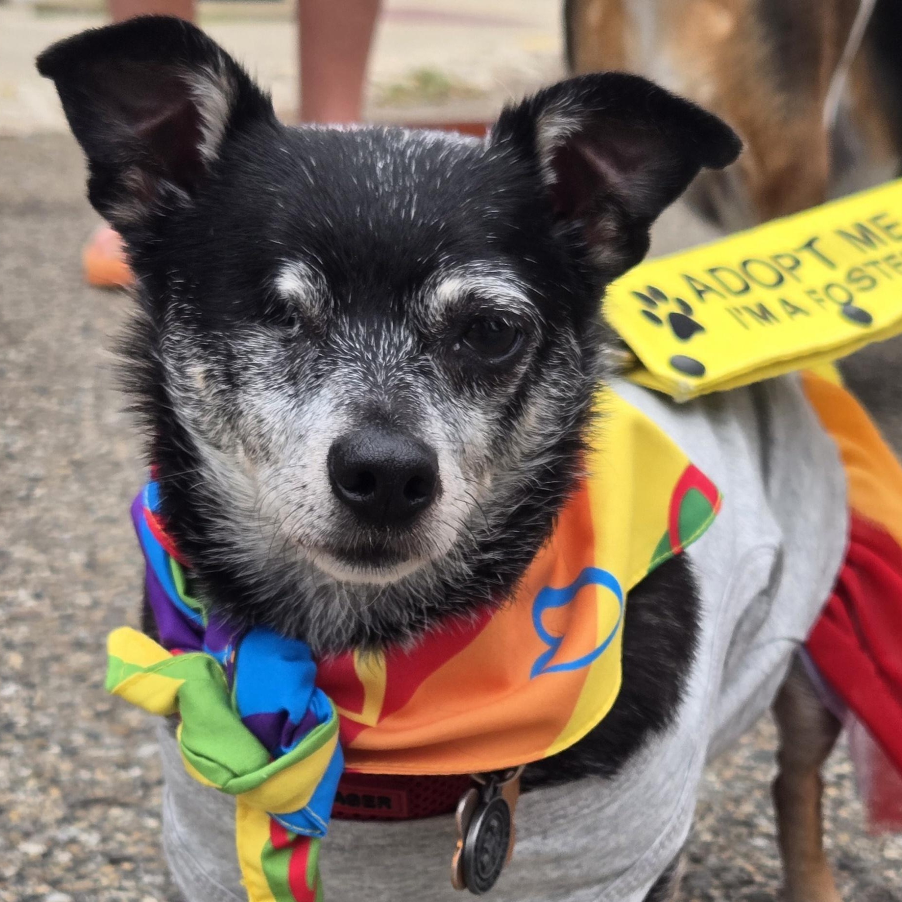 Fitz, Adoptable, Adult Male Chihuahua.