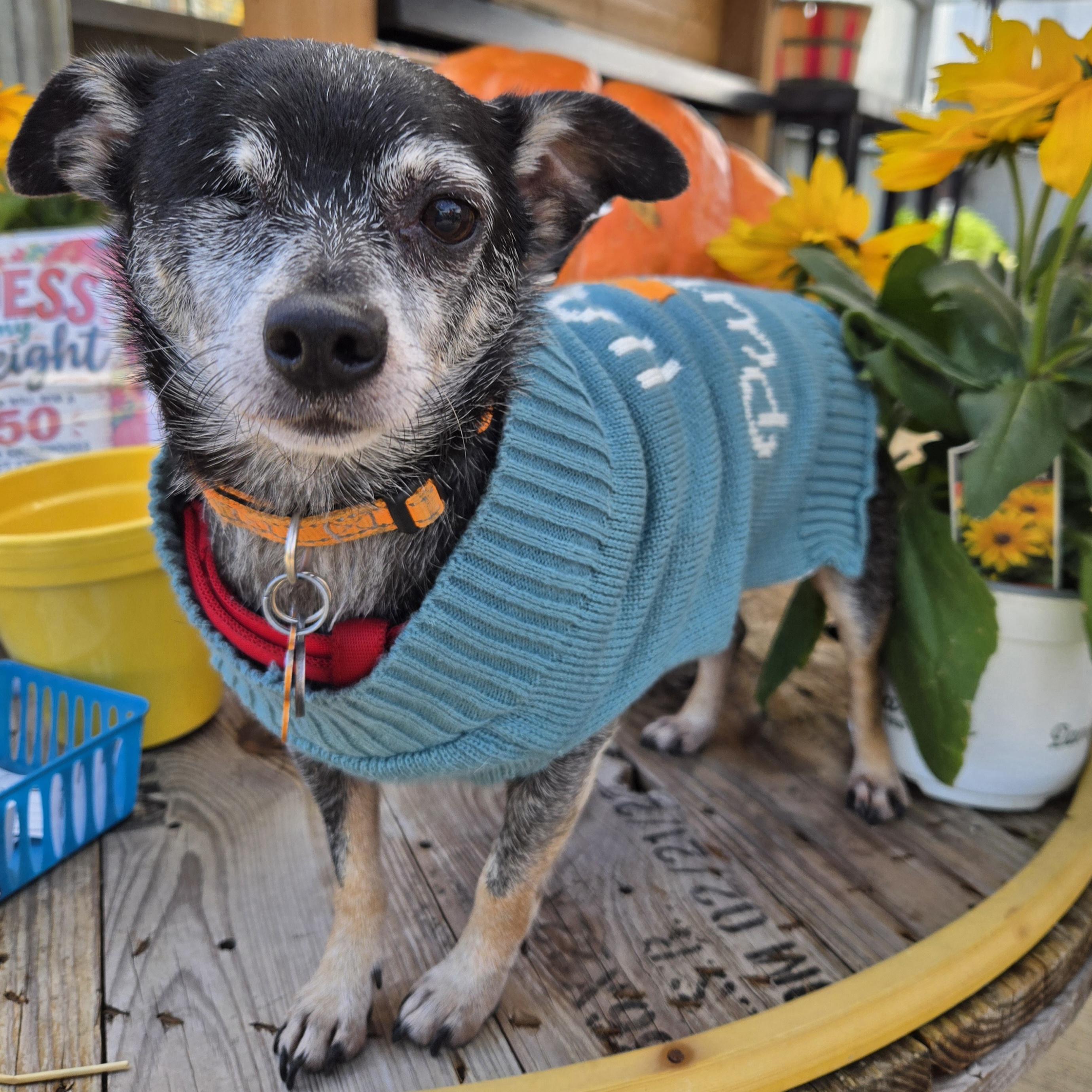 Enlarge Fitz, a Adoptable mixed breed in Normal, IL image 2/6