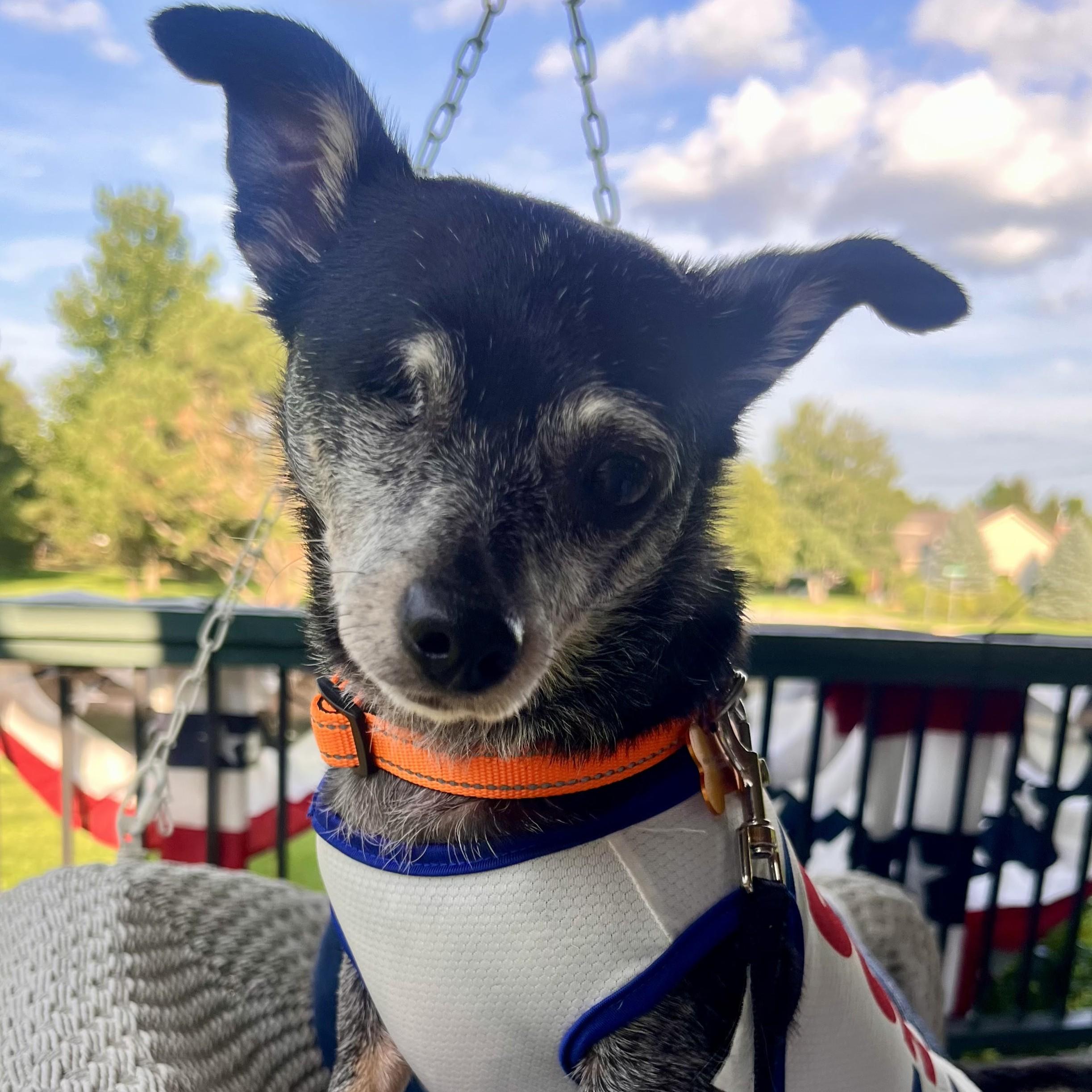 Enlarge Fitz, a Adoptable mixed breed in Normal, IL image 3/6