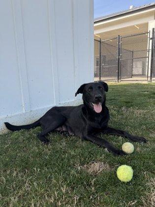 Enlarge Liberty, a Adoptable mixed breed in Daphne, AL image 1/3