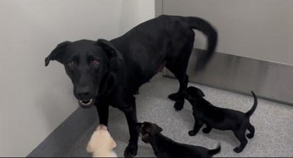 Enlarge Liberty, a Adoptable mixed breed in Daphne, AL image 2/3