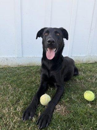 Enlarge Liberty, a Adoptable mixed breed in Daphne, AL image 3/3