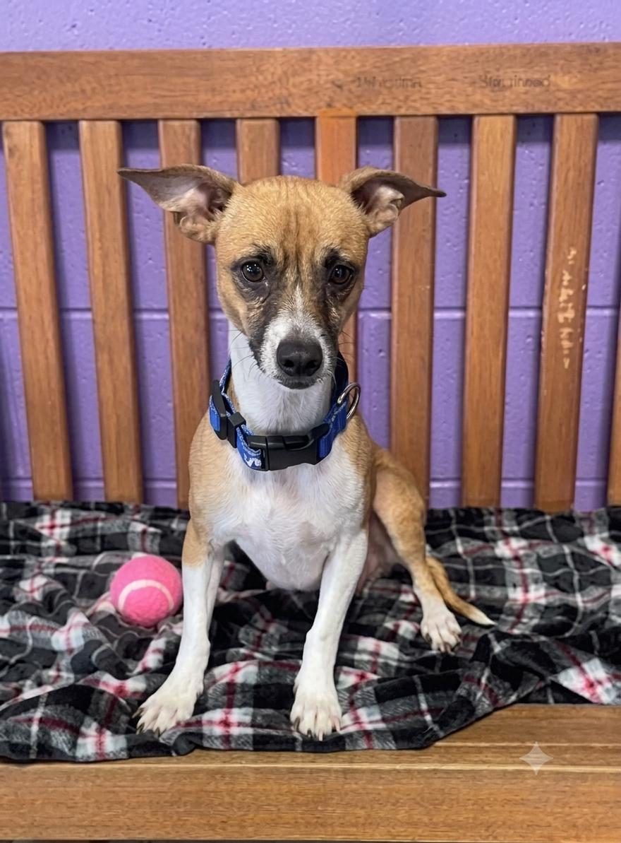 Enlarge **MARME**, a Adoptable Terrier in North Prairie, WI image 1/3