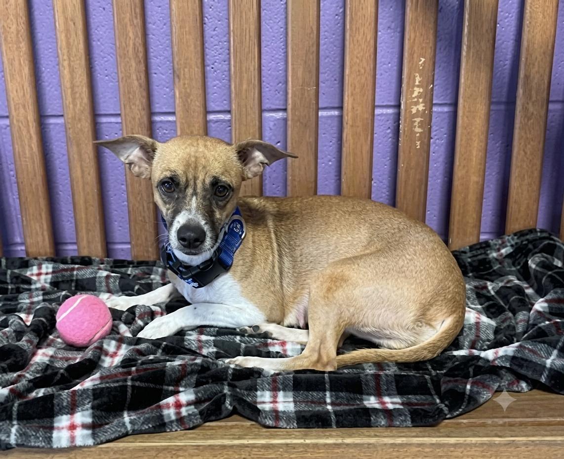 Enlarge **MARME**, a Adoptable Terrier in North Prairie, WI image 2/3