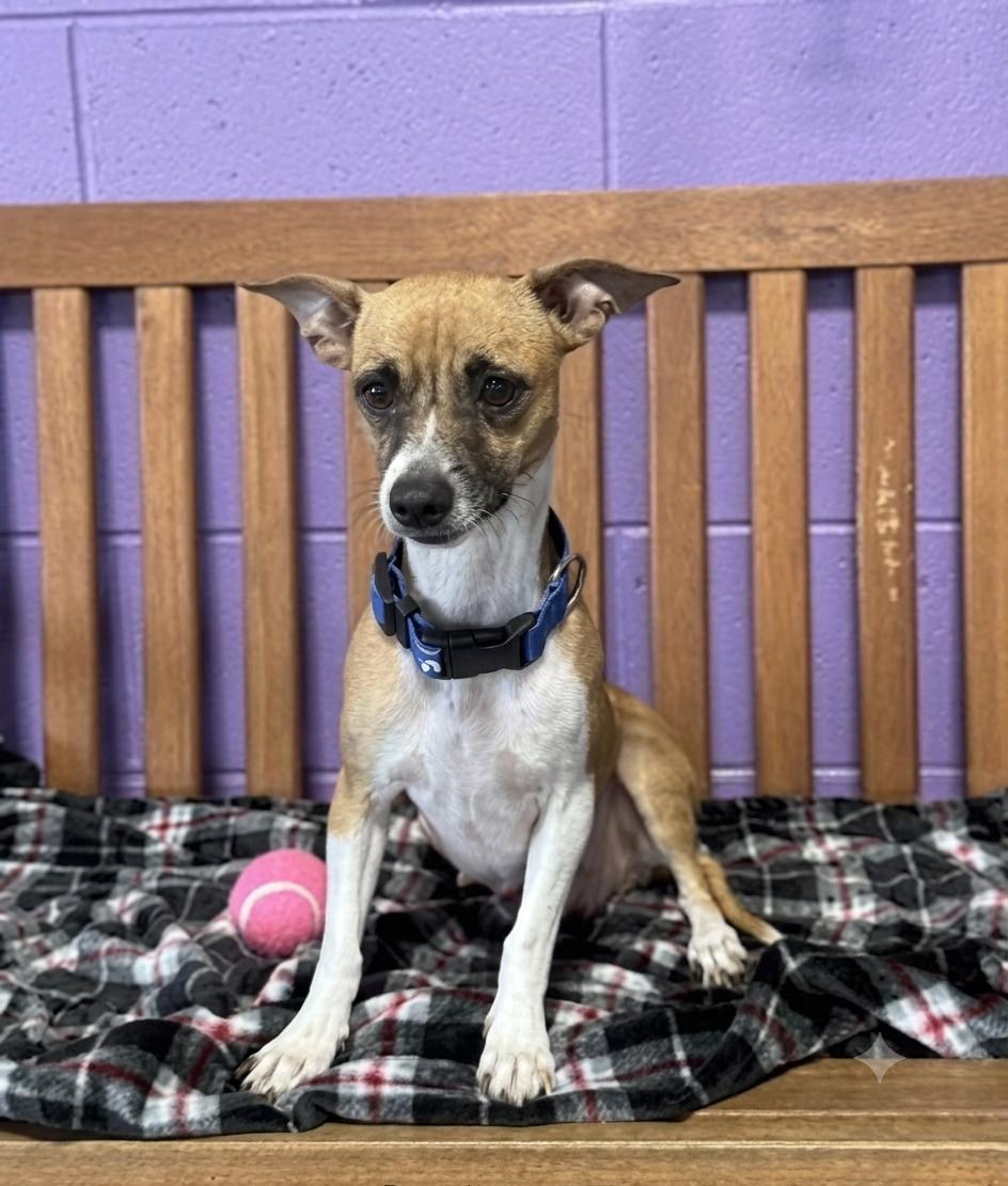 Enlarge **MARME**, a Adoptable Terrier in North Prairie, WI image 3/3