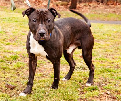 Skunk — thumbnail 2