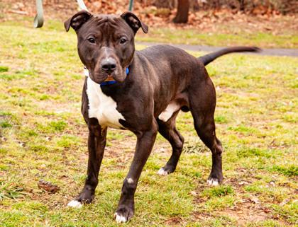 Skunk — thumbnail 3