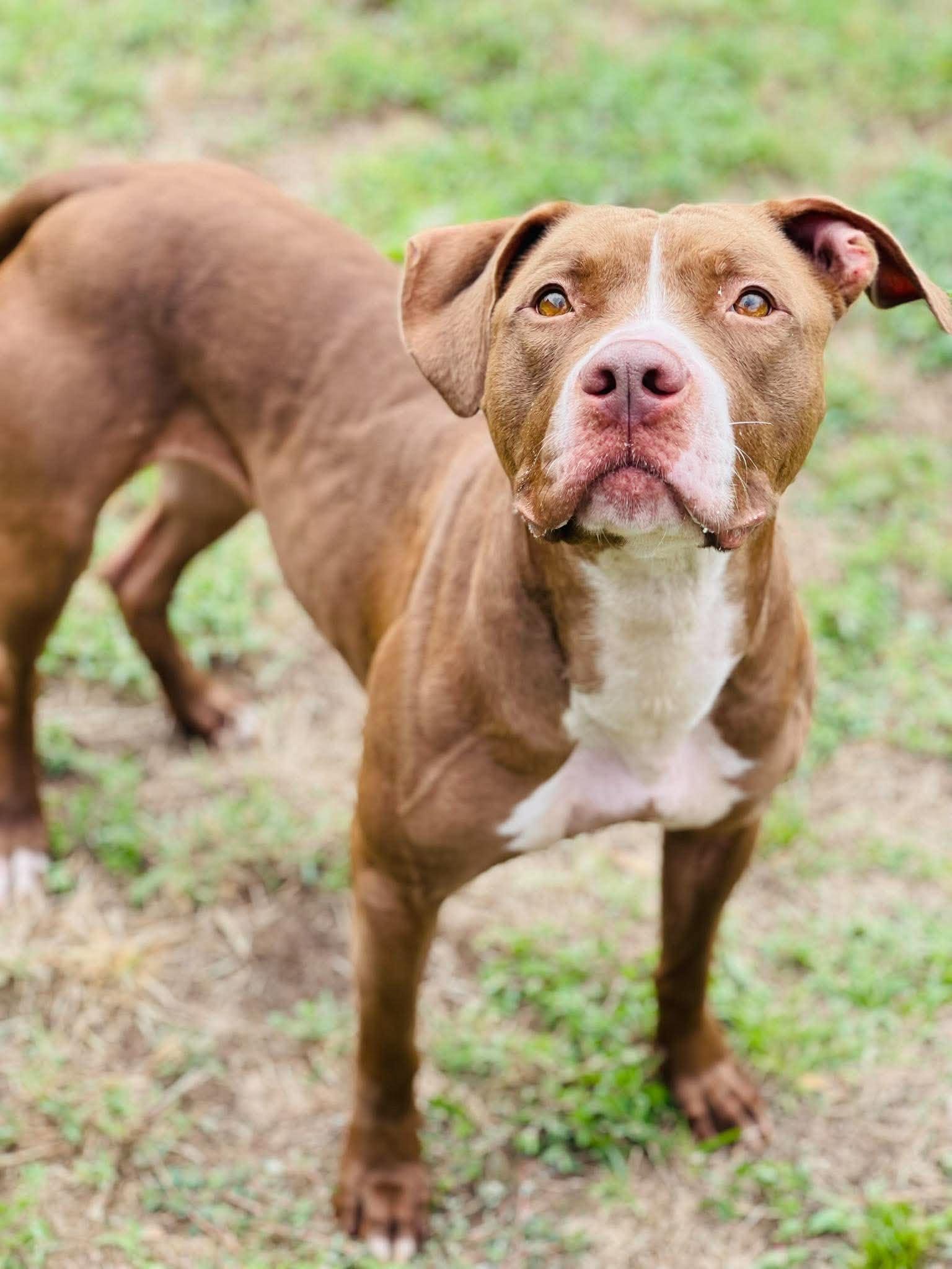 Enlarge AC-5148 "Freya", a Adoptable mixed breed in Conyers, GA image 2/4