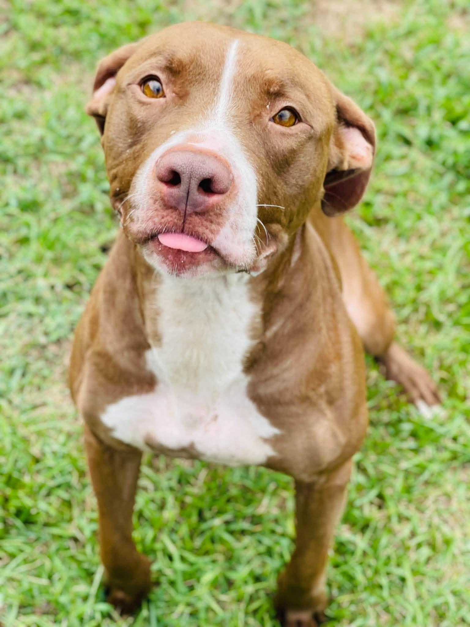 Enlarge AC-5148 "Freya", a Adoptable mixed breed in Conyers, GA image 1/4