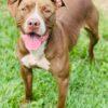 Enlarge AC-5148 "Freya", a Adoptable mixed breed in Conyers, GA image 4/4