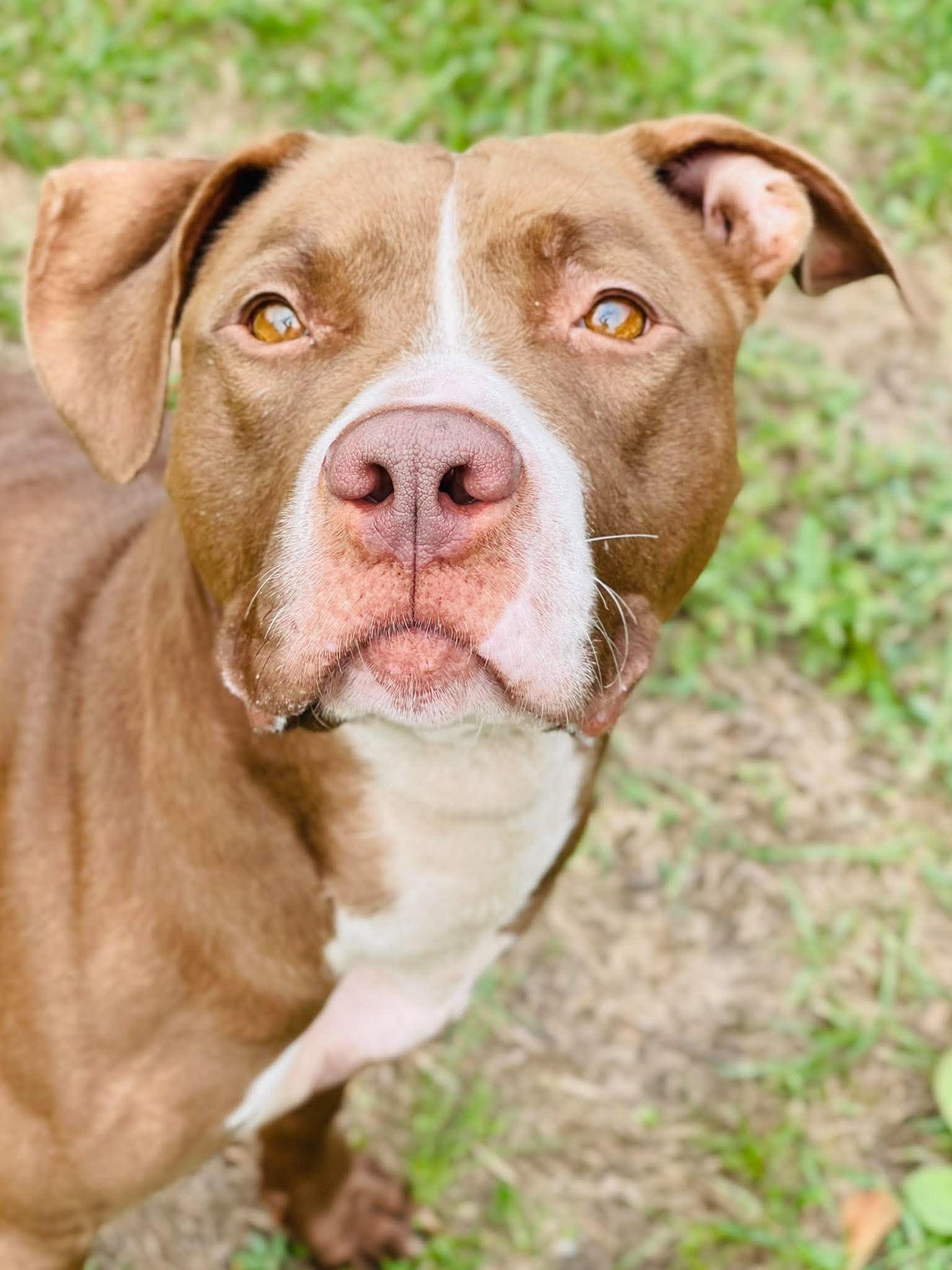 Enlarge AC-5148 "Freya", a Adoptable mixed breed in Conyers, GA image 3/4