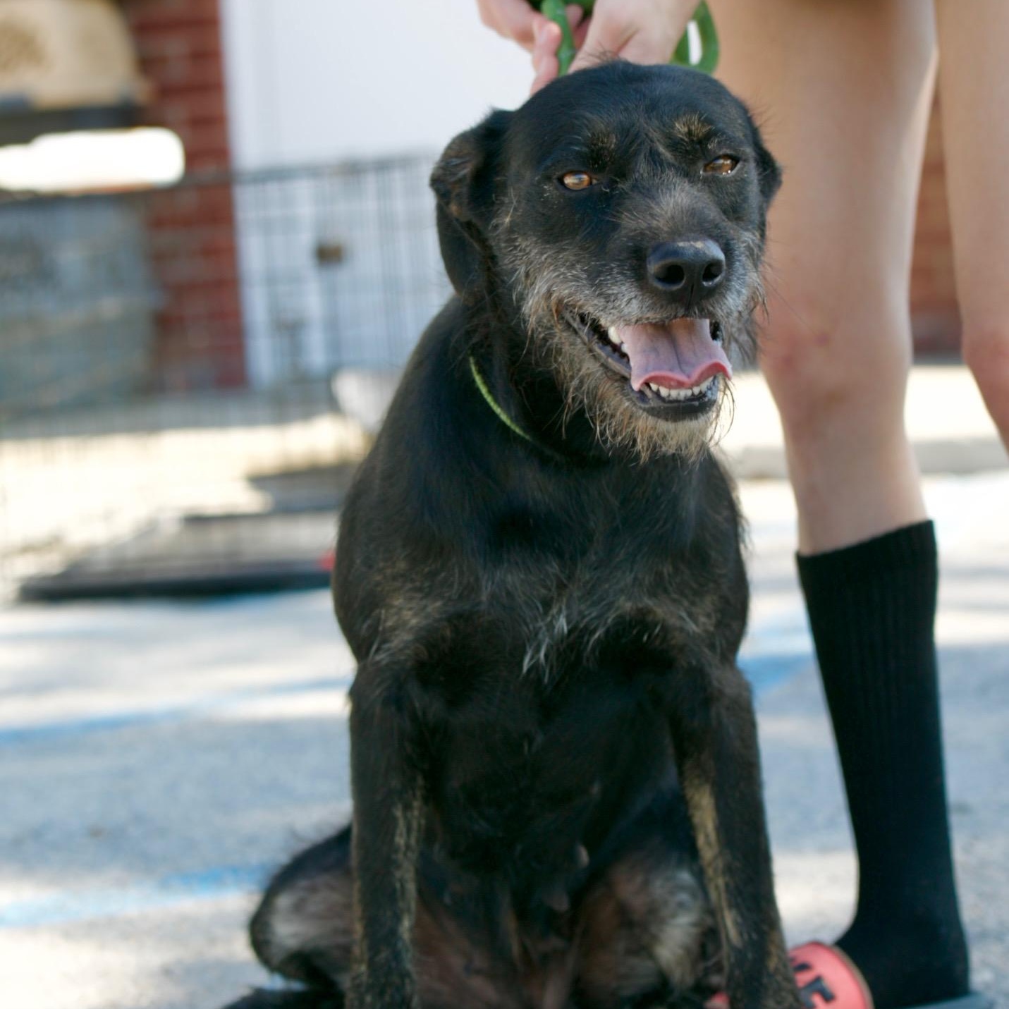 Enlarge Karamella, a Adoptable mixed breed in Mount Sterling, KY image 2/3