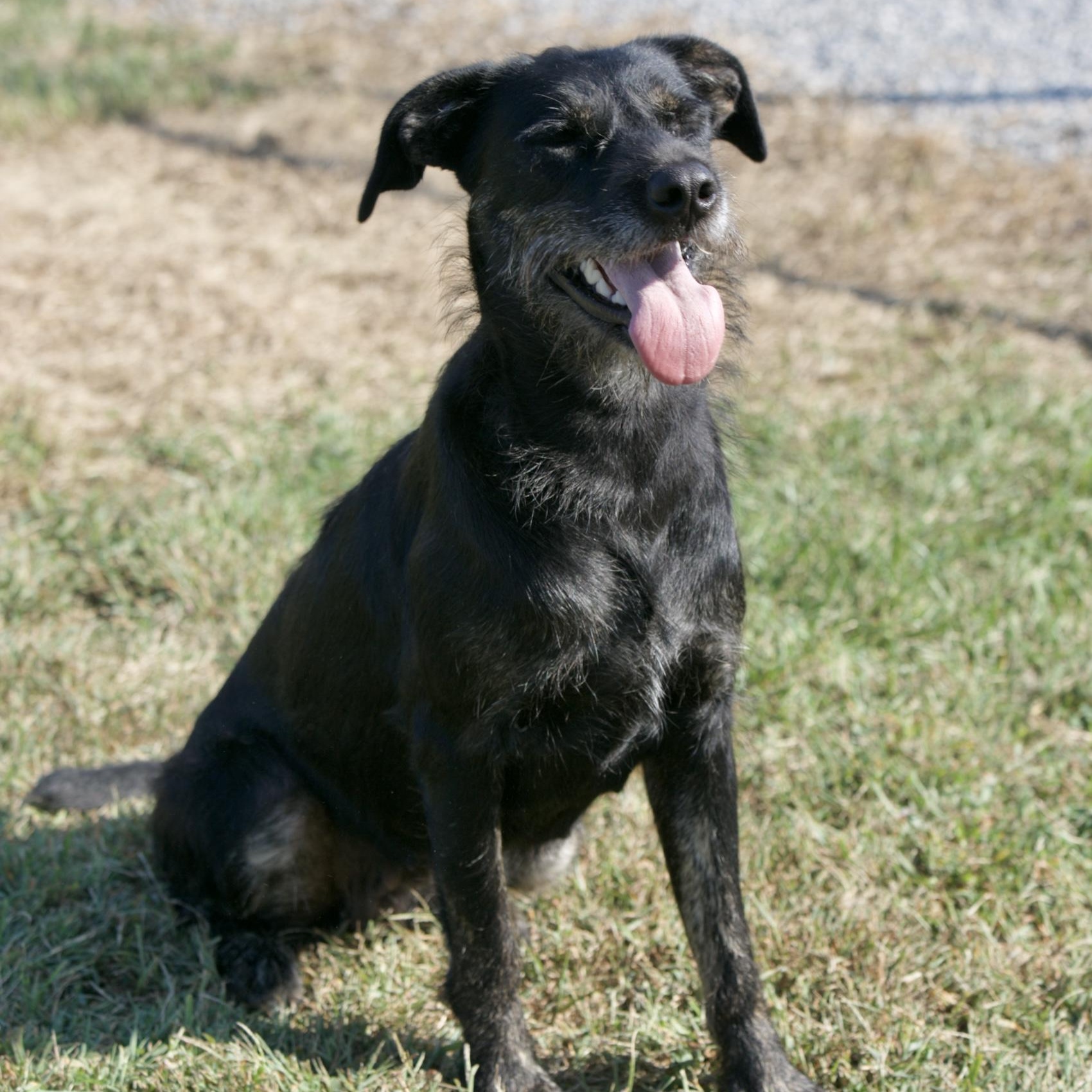 Karamella, Adoptable, Adult Female Wirehaired Terrier & Black Labrador Retriever.