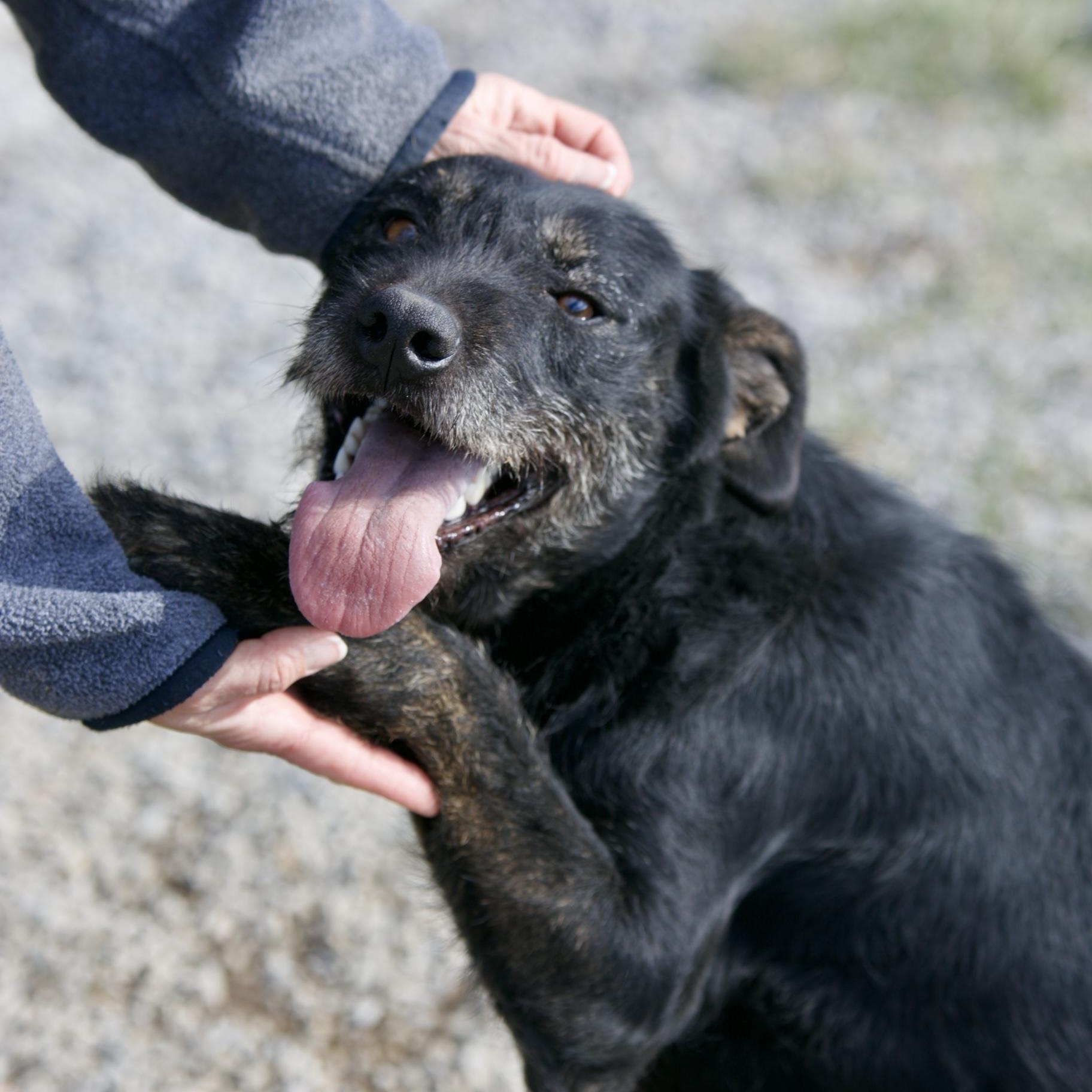 Karamella, Adoptable, Adult Female Wirehaired Terrier & Black Labrador Retriever.