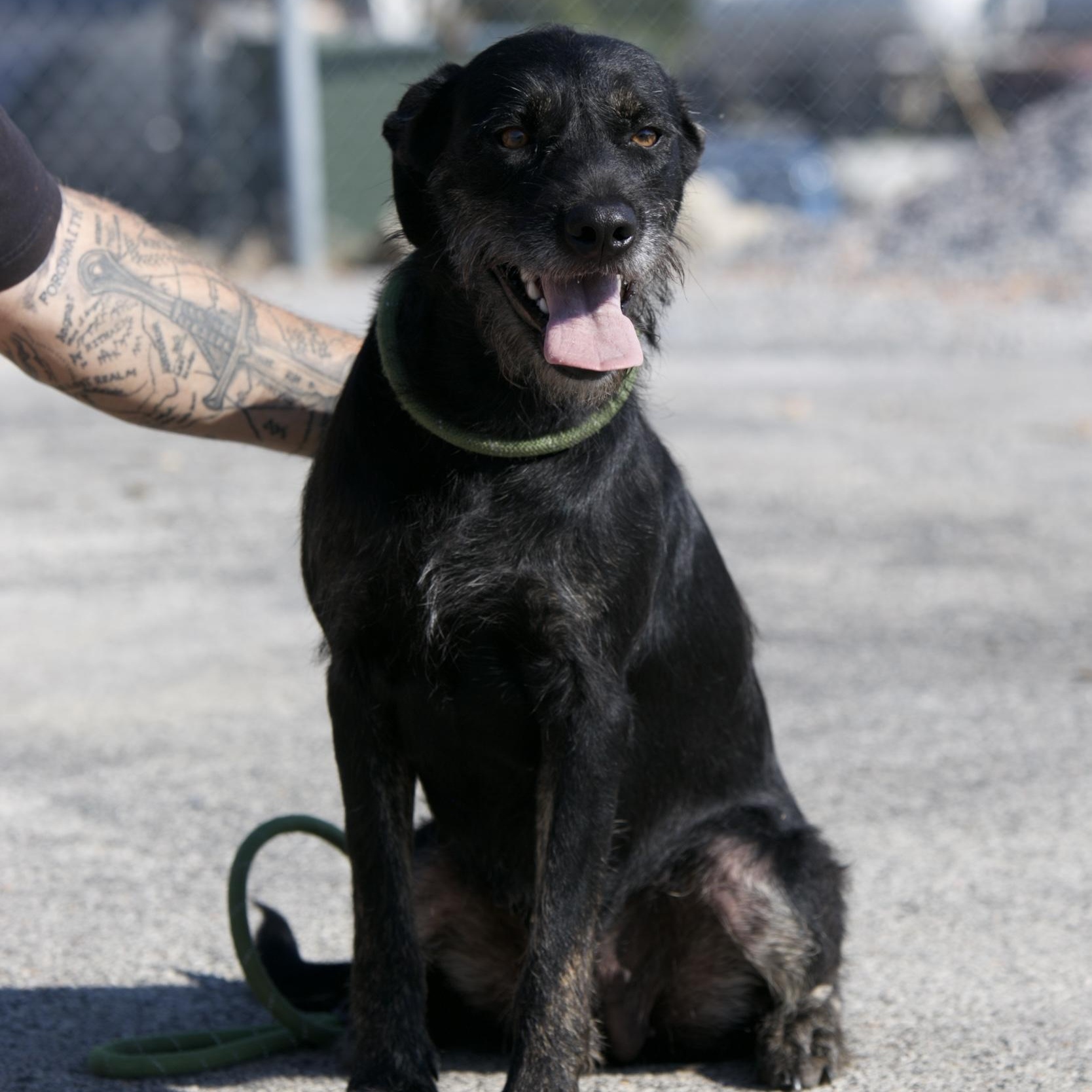 Enlarge Karamella, a Adoptable mixed breed in Mount Sterling, KY image 3/3