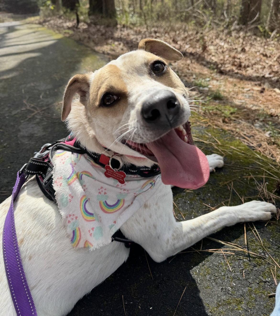 Enlarge Sugar Plum, a Adoptable mixed breed in Alpharetta, GA image 1/3