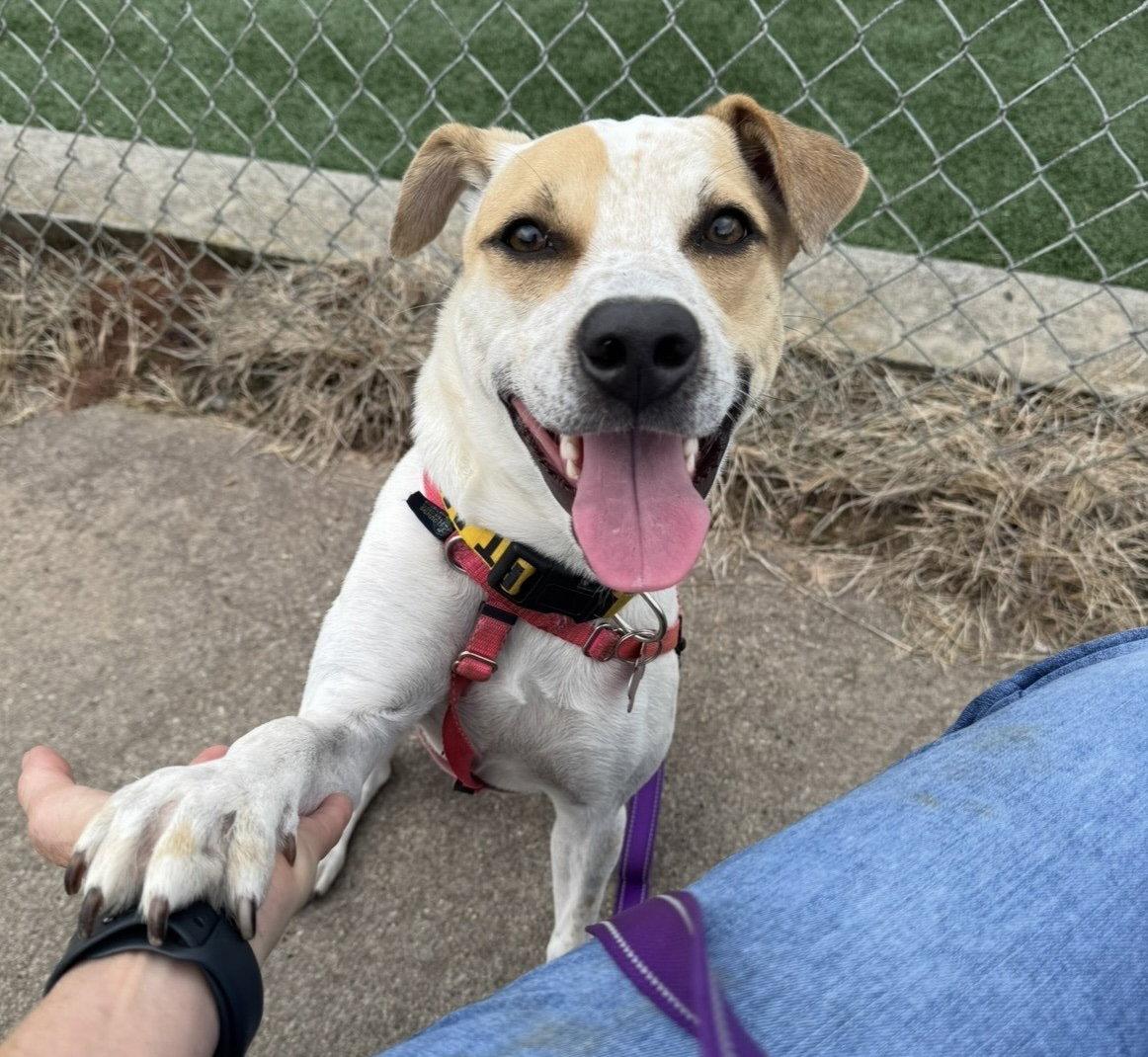 Enlarge Sugar Plum, a Adoptable mixed breed in Alpharetta, GA image 2/3