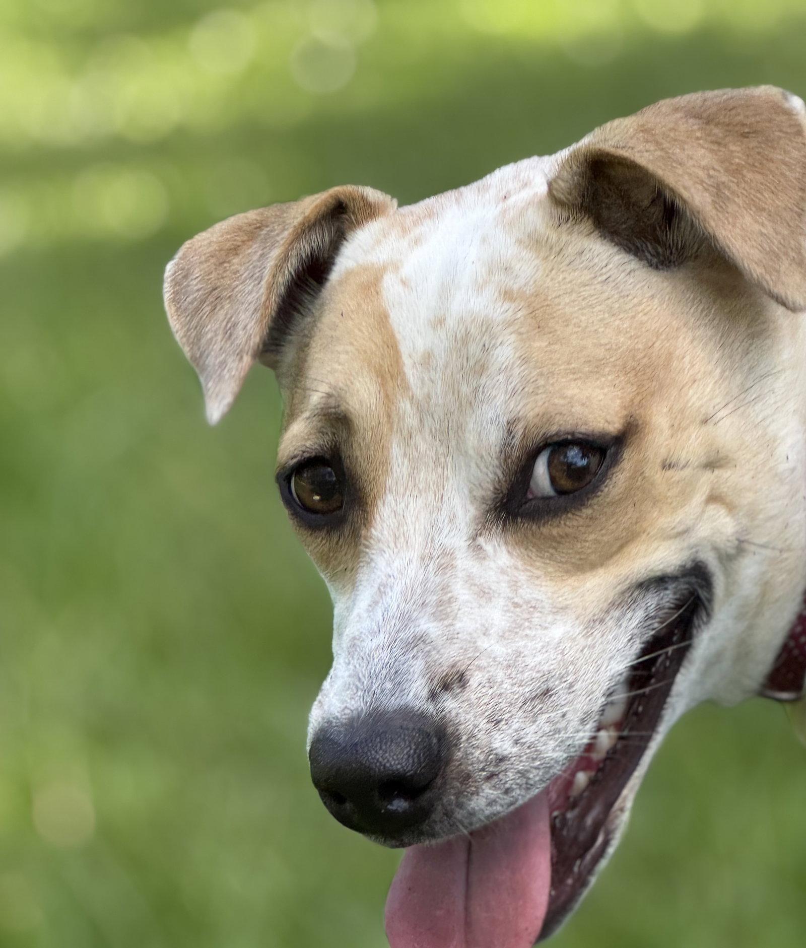 Enlarge Sugar Plum, a Adoptable mixed breed in Alpharetta, GA image 3/3