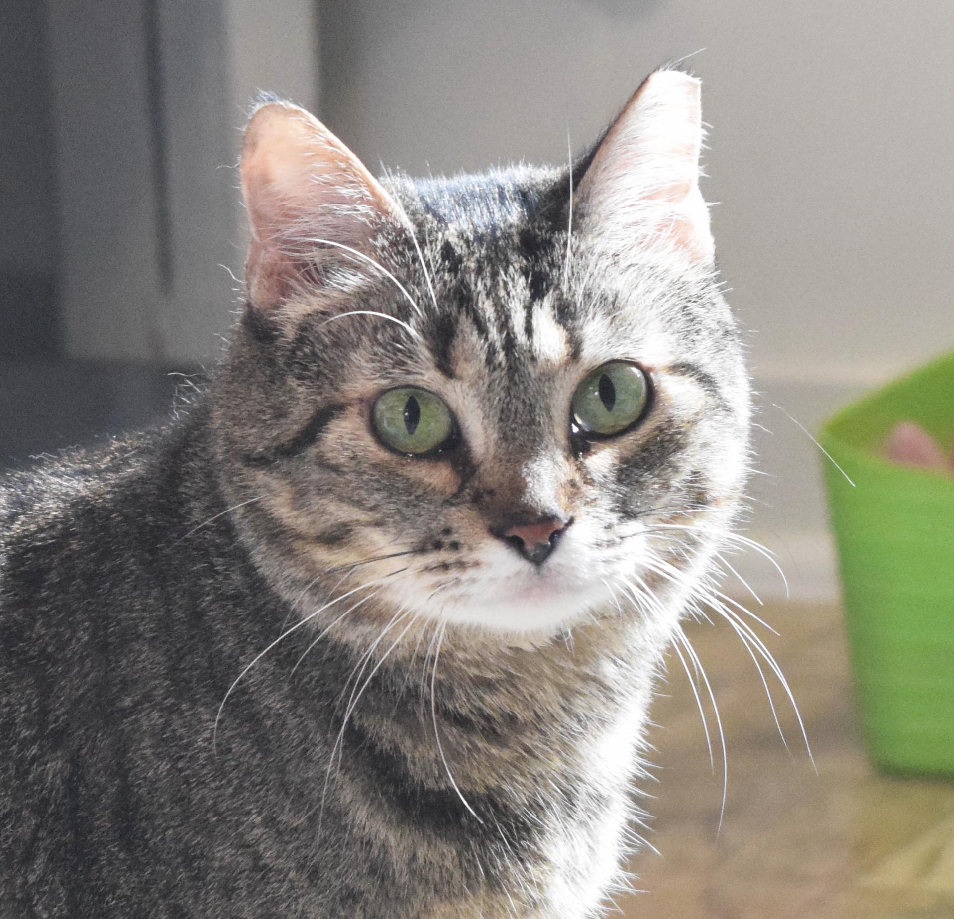 Enlarge Imogen, a ADOPTABLE mixed breed in Bulverde, TX image 5/6