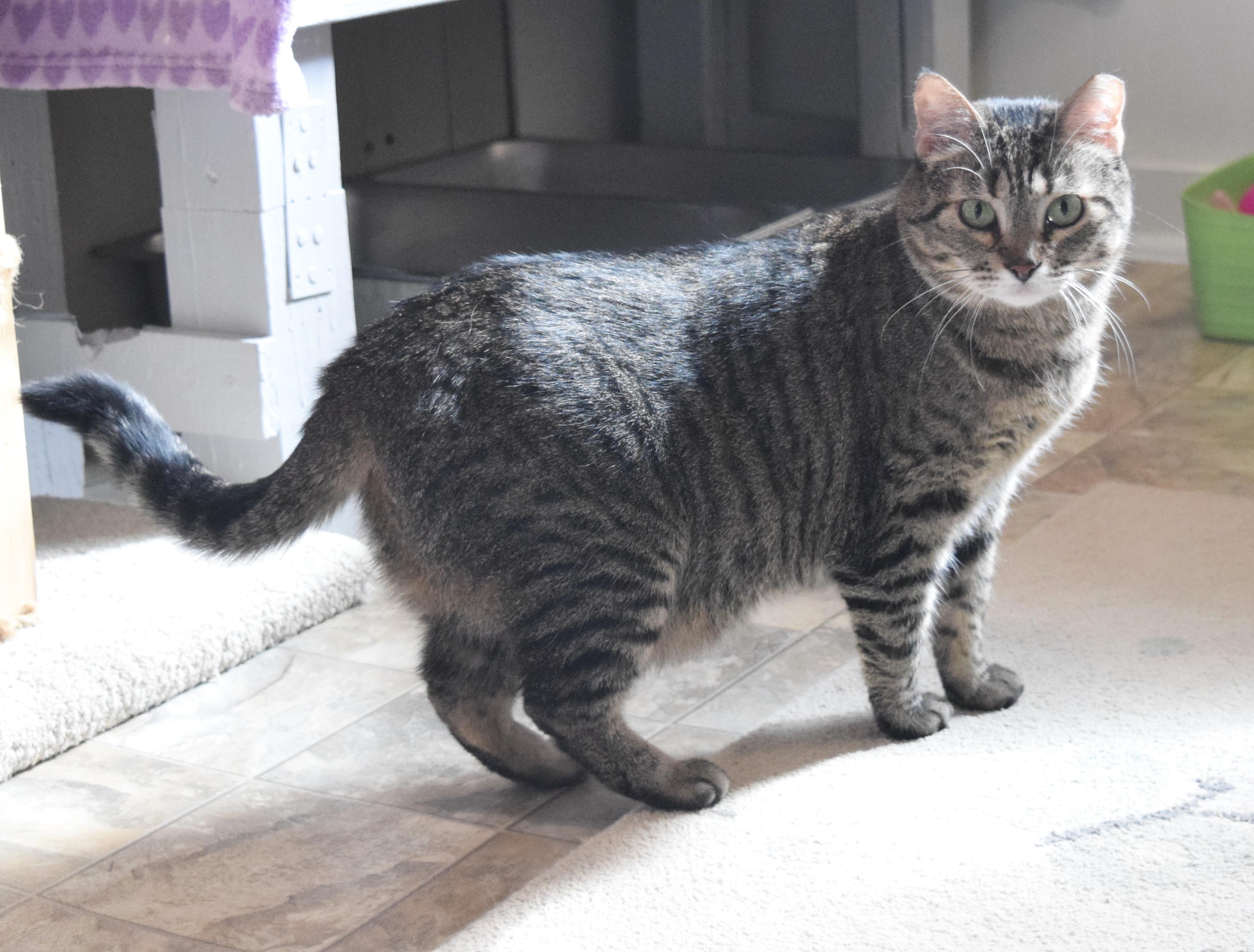 Enlarge Imogen, a ADOPTABLE mixed breed in Bulverde, TX image 4/6