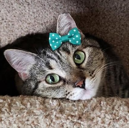 Imogen, ADOPTABLE, Adult Female Domestic Short Hair.