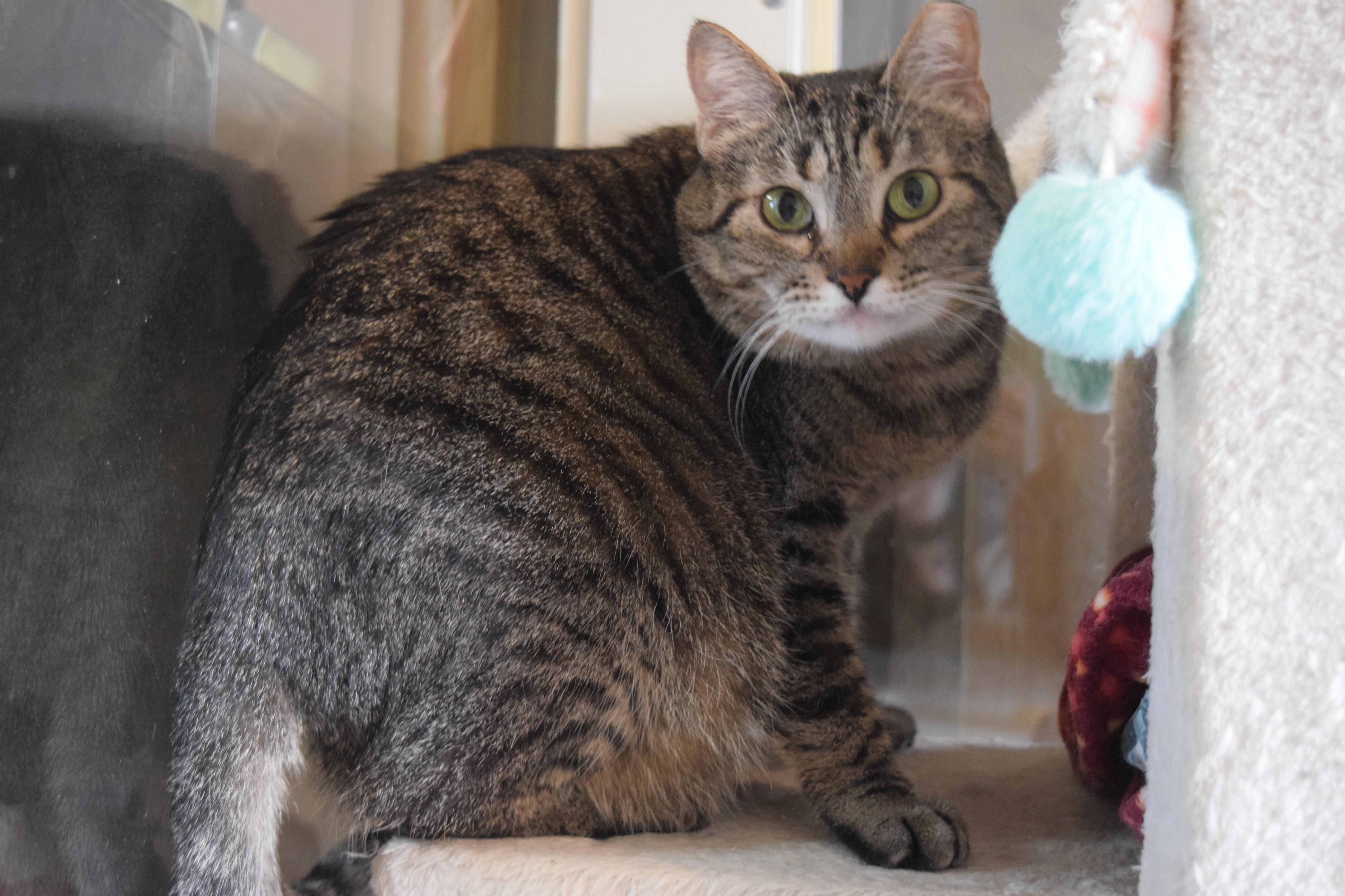 Enlarge Imogen, a ADOPTABLE mixed breed in Bulverde, TX image 6/6