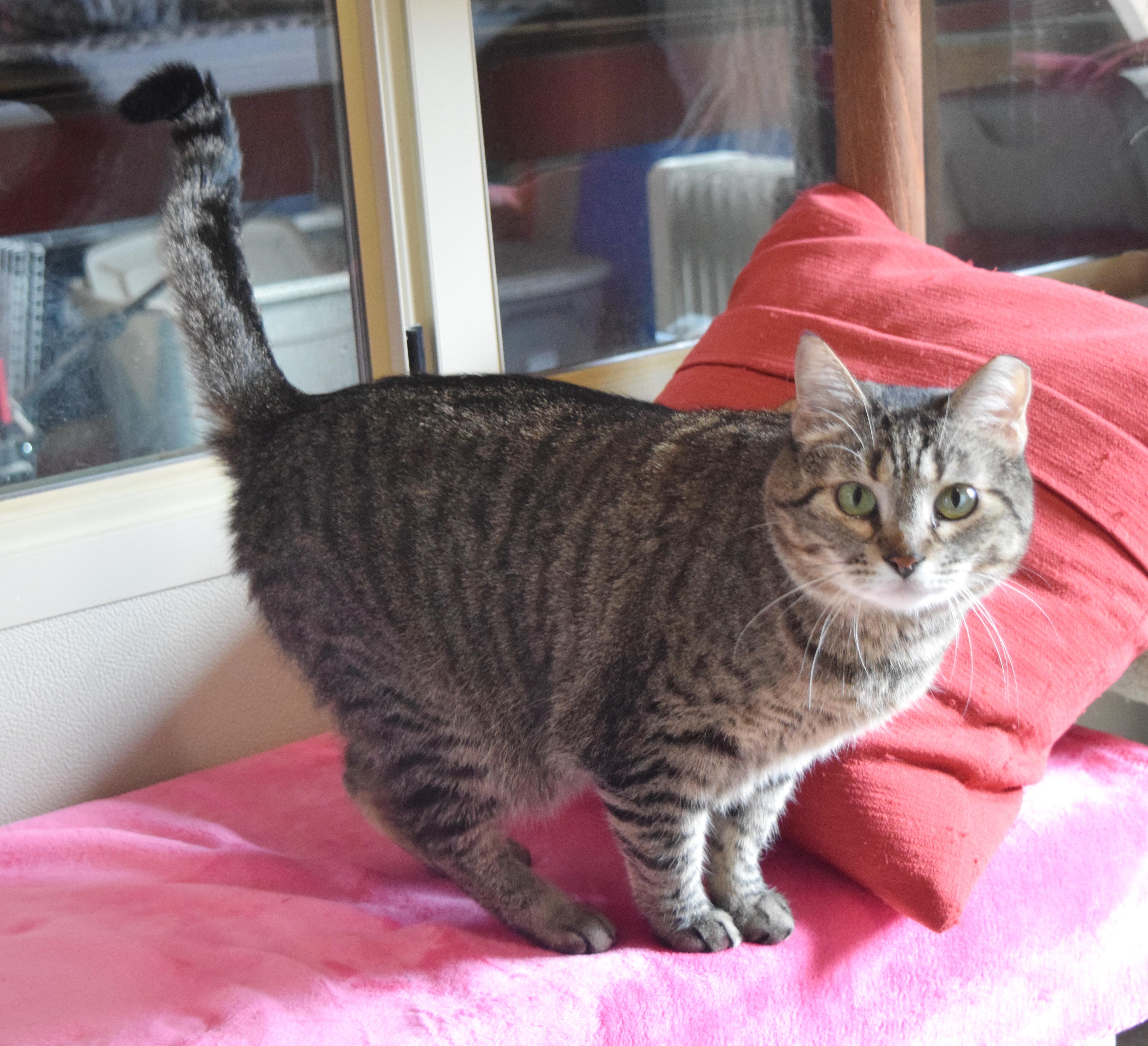 Enlarge Imogen, a ADOPTABLE mixed breed in Bulverde, TX image 2/6