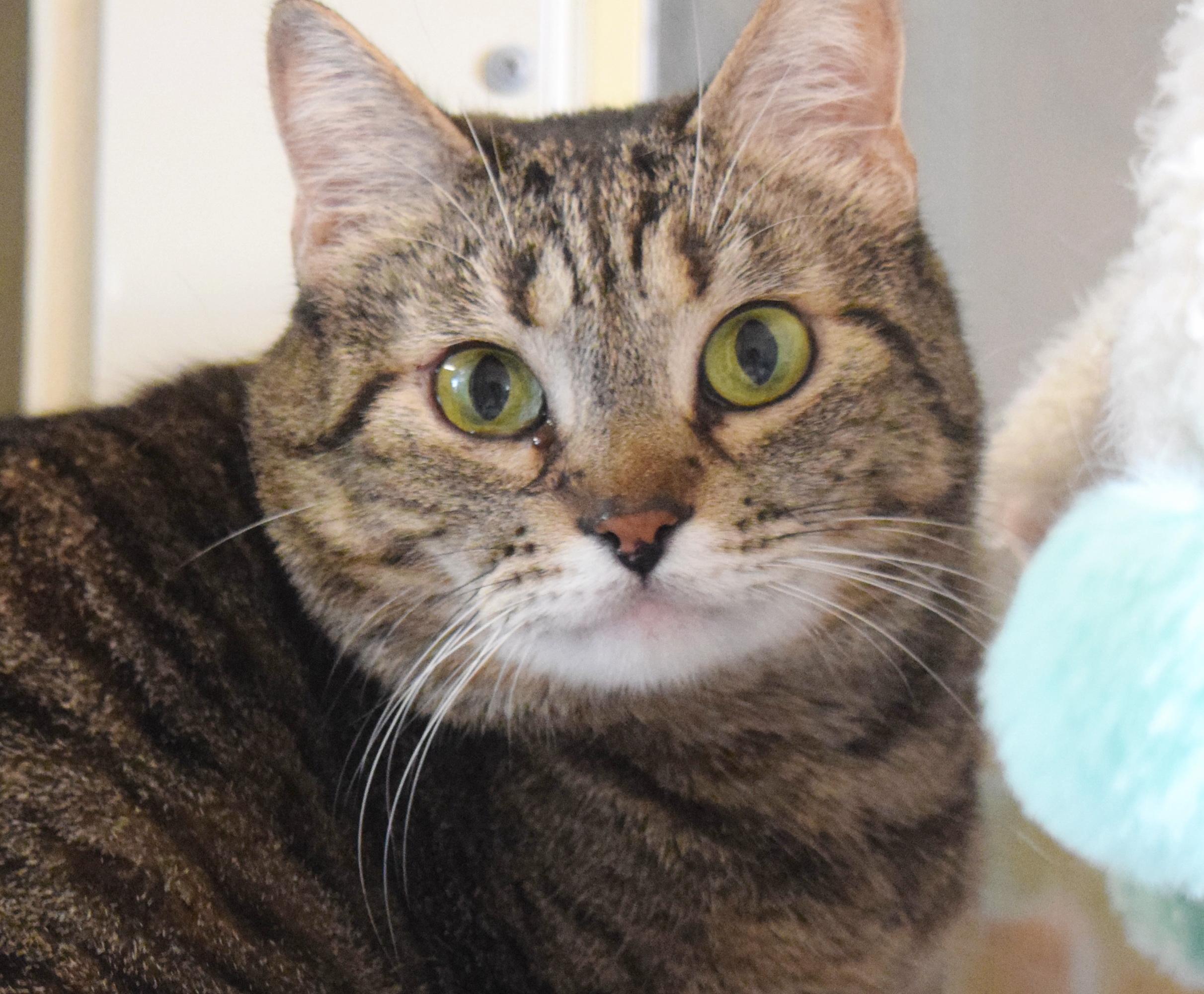 Enlarge Imogen, a ADOPTABLE mixed breed in Bulverde, TX image 1/6