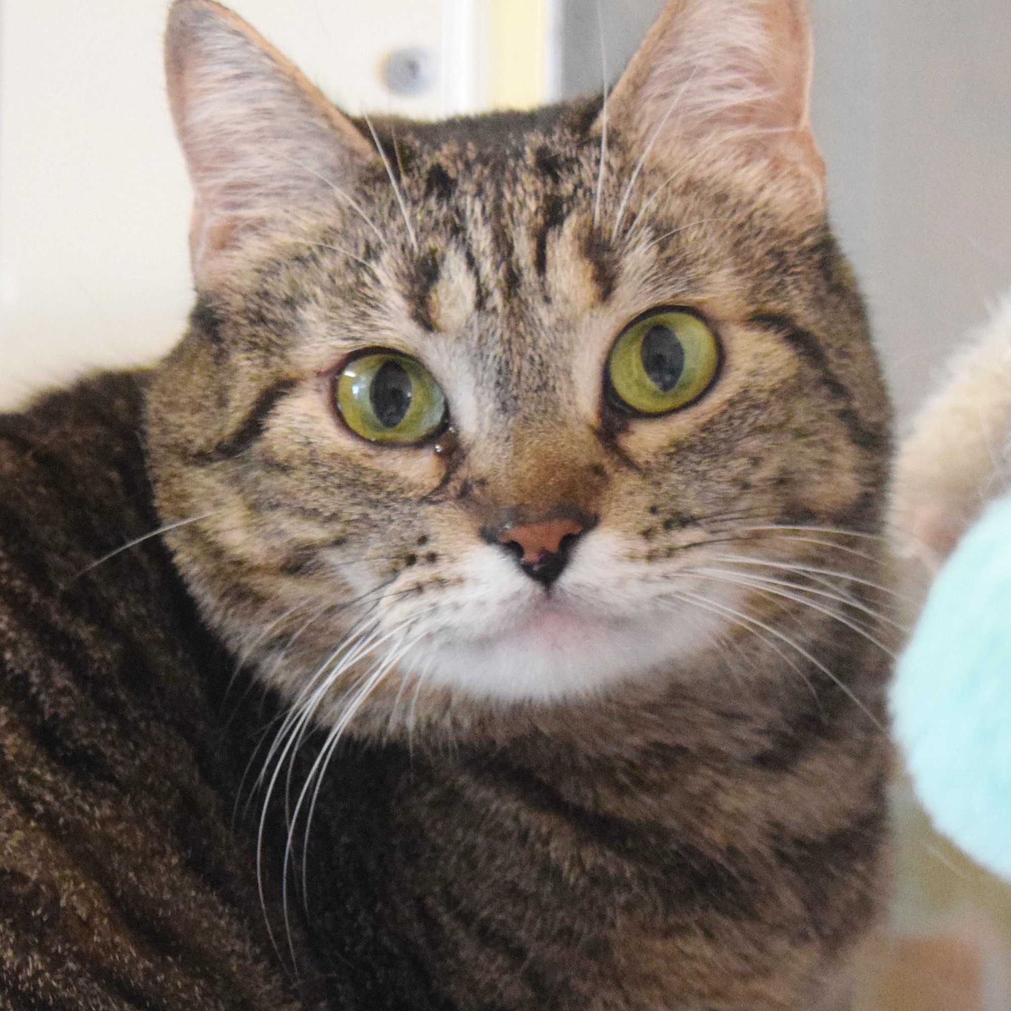 Enlarge Imogen, a ADOPTABLE mixed breed in Bulverde, TX image 3/6