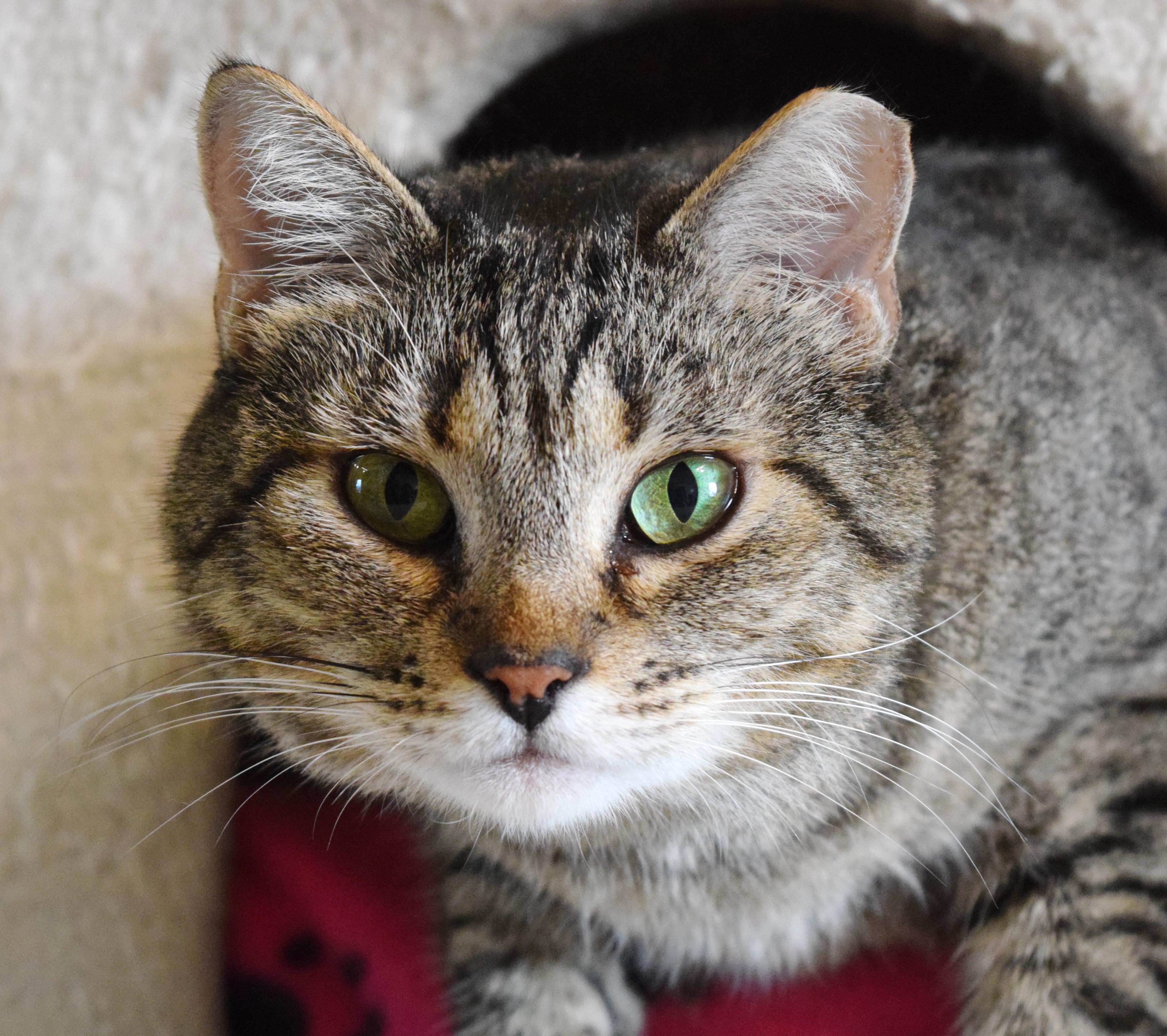 Imogen, a ADOPTABLE mixed breed in Bulverde, TX image 1/6