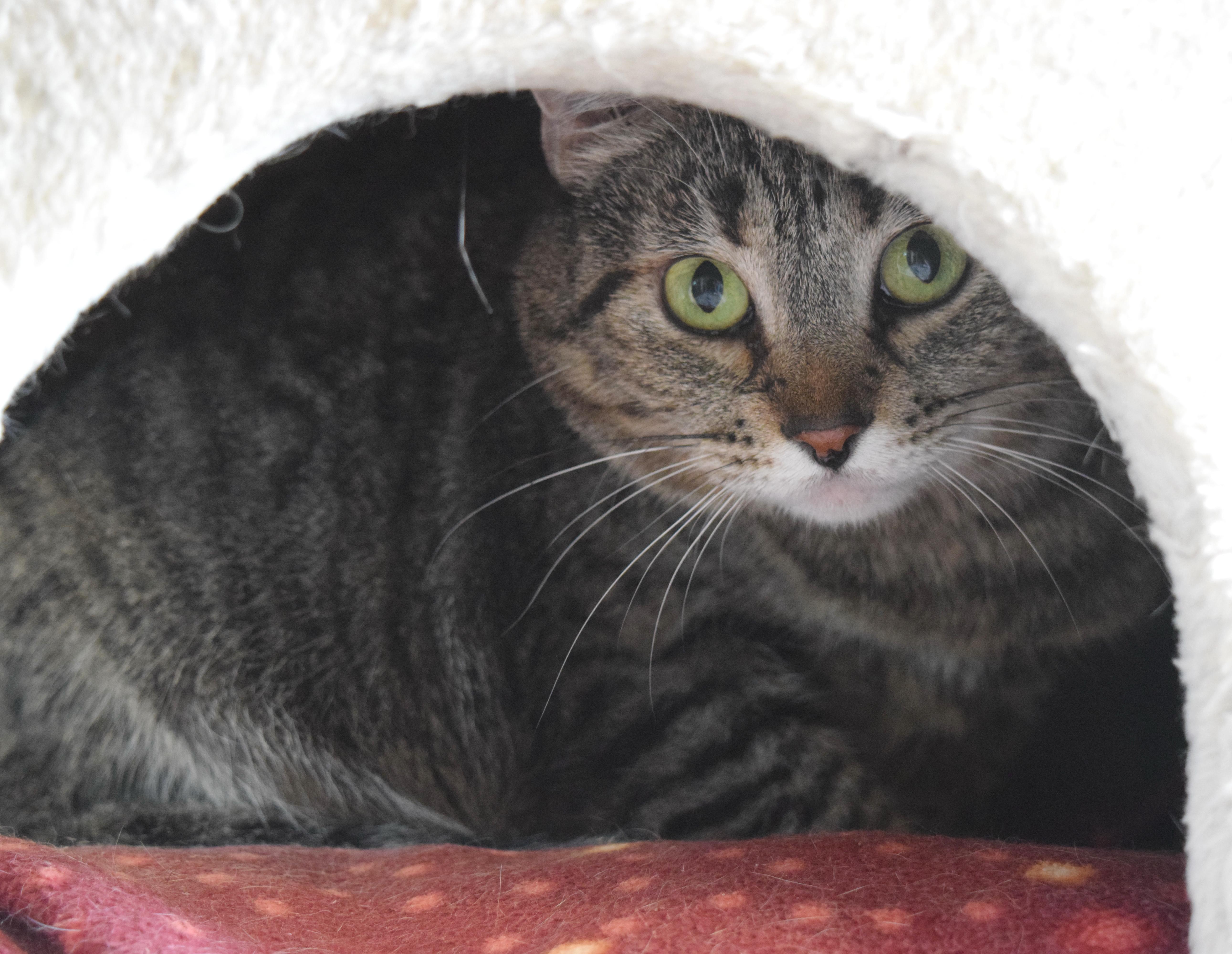 Enlarge Imogen, a ADOPTABLE mixed breed in Bulverde, TX image 3/6