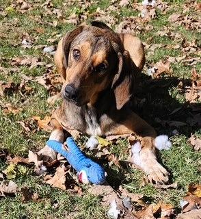 Claire, Adoptable, Young Female Hound & Mixed Breed.