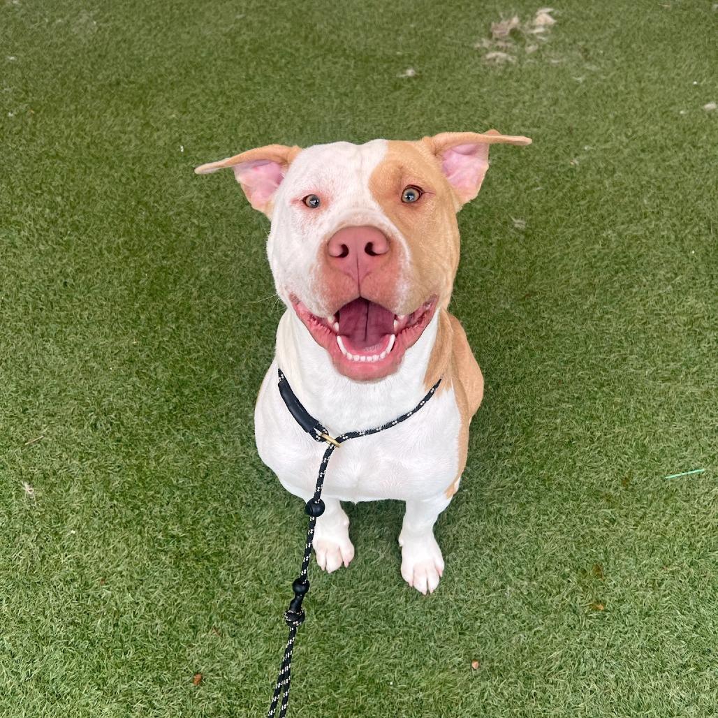 Diego, Adoptable, Young Male American Staffordshire Terrier.