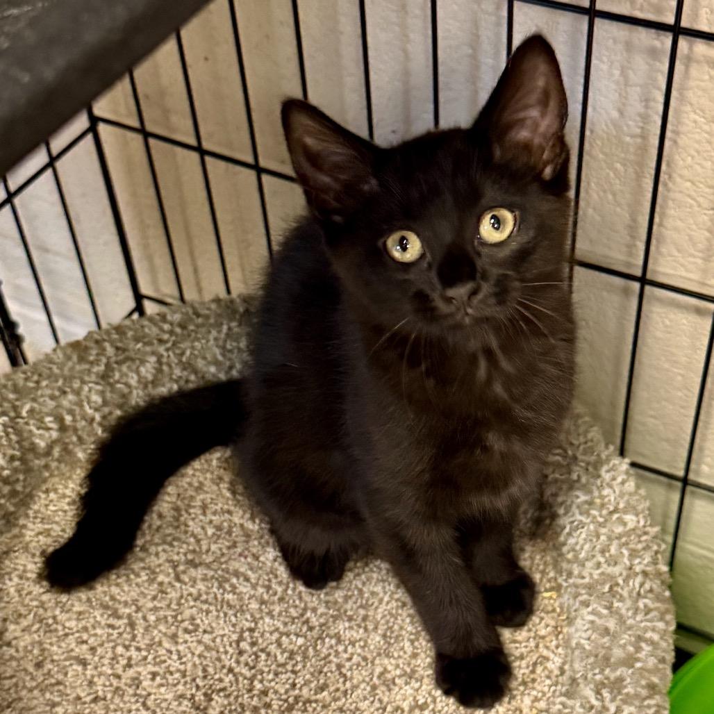 Enlarge Starling, a Adoptable Domestic Short Hair in Middleburg Heights , OH image 1/5