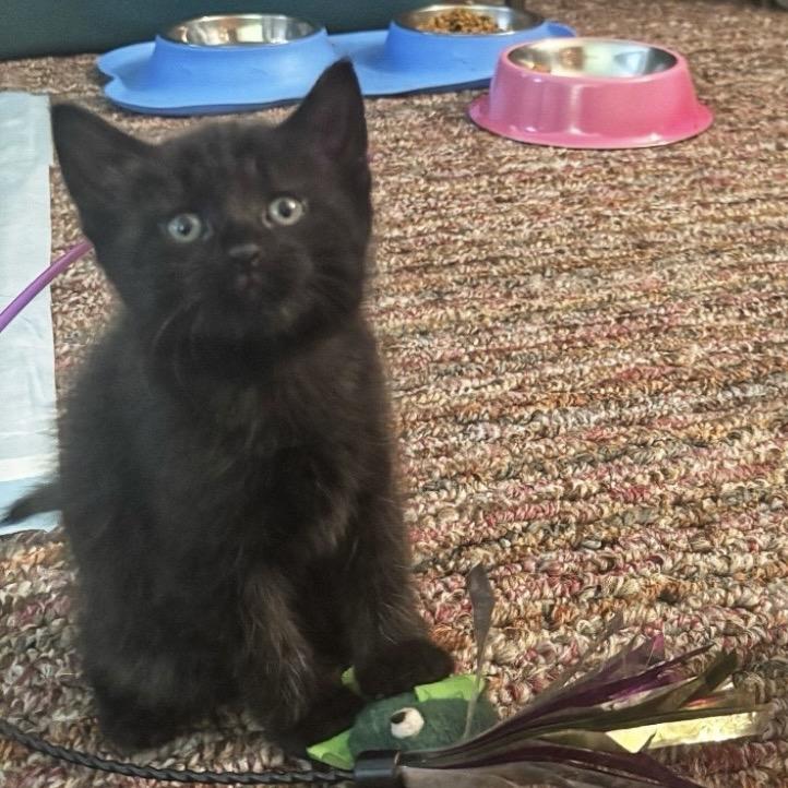 Enlarge Starling, a Adoptable Domestic Short Hair in Middleburg Heights , OH image 3/5