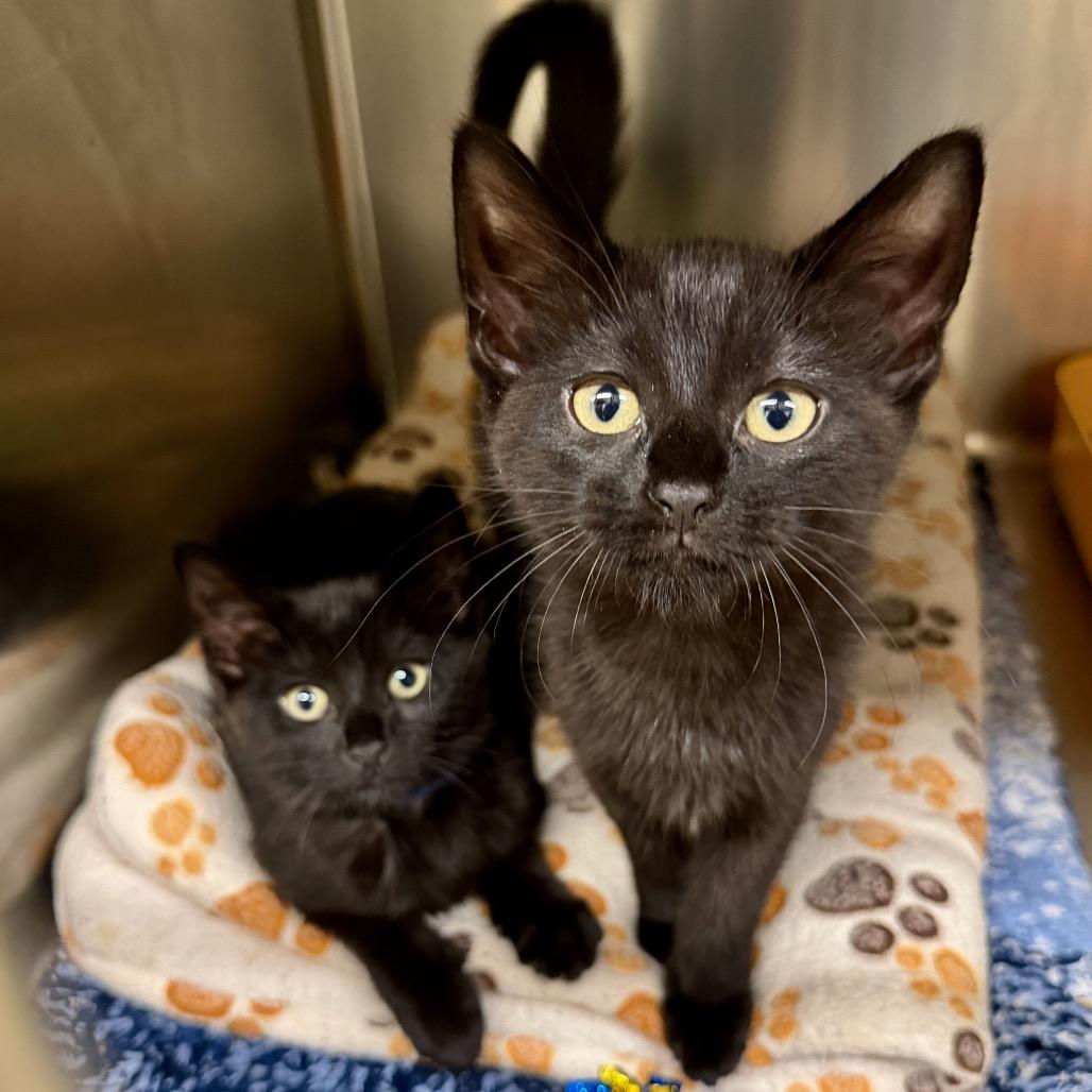 Enlarge Starling, a Adoptable Domestic Short Hair in Middleburg Heights , OH image 4/5