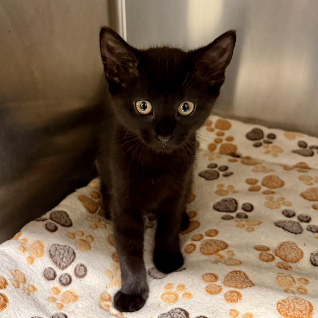 Enlarge Starling, a Adoptable Domestic Short Hair in Middleburg Heights , OH image 5/5