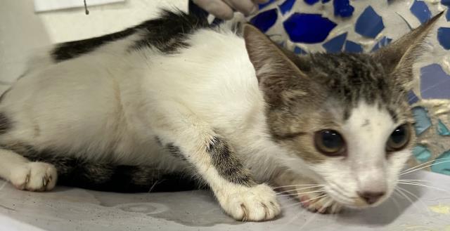 MAUVE, Adoptable, Young Female Domestic Short Hair.