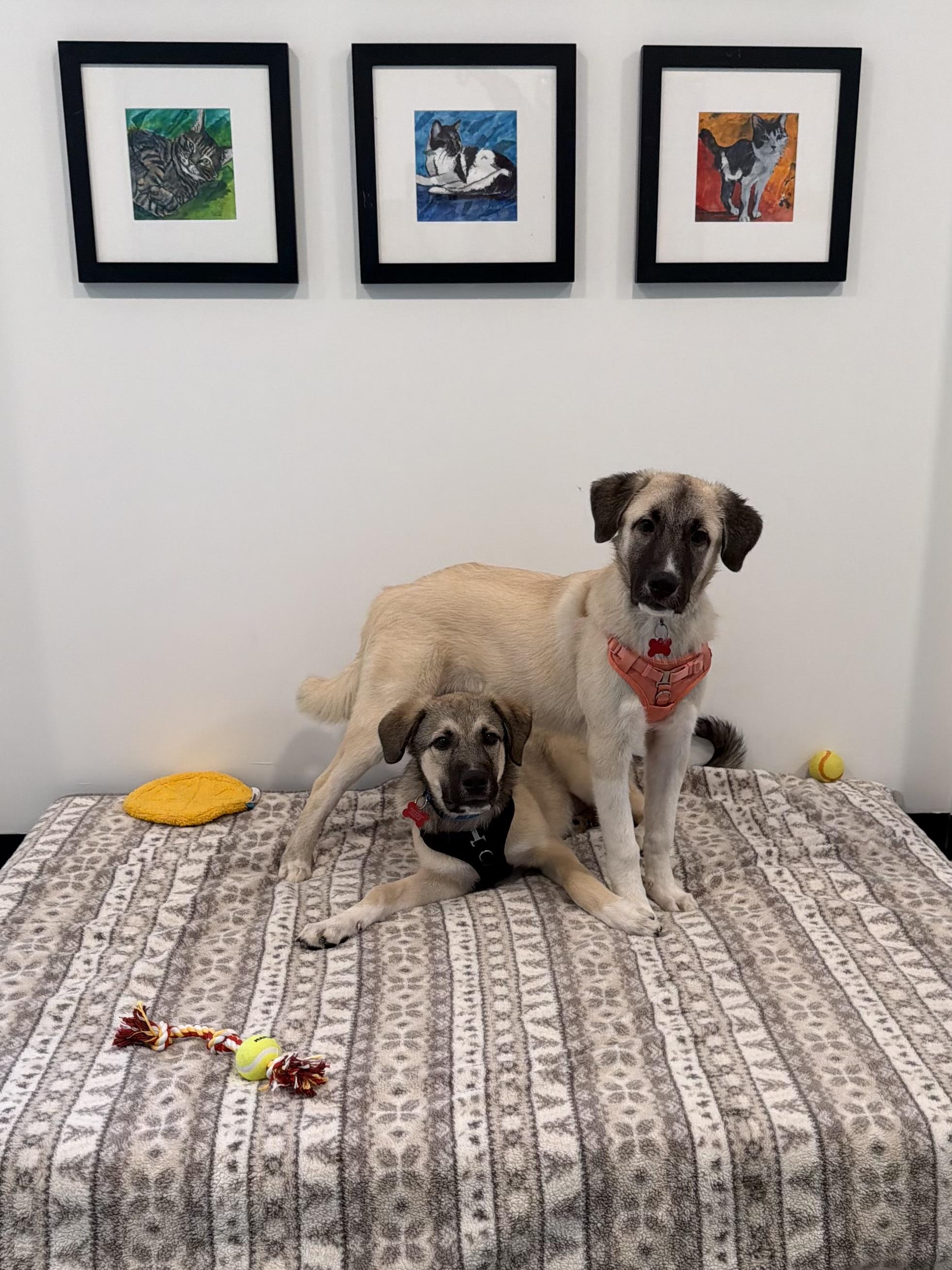 Bernard & Burlap Bonded Pair BOGO Adoption Fee!, Adoptable, Puppy Male Anatolian Shepherd.