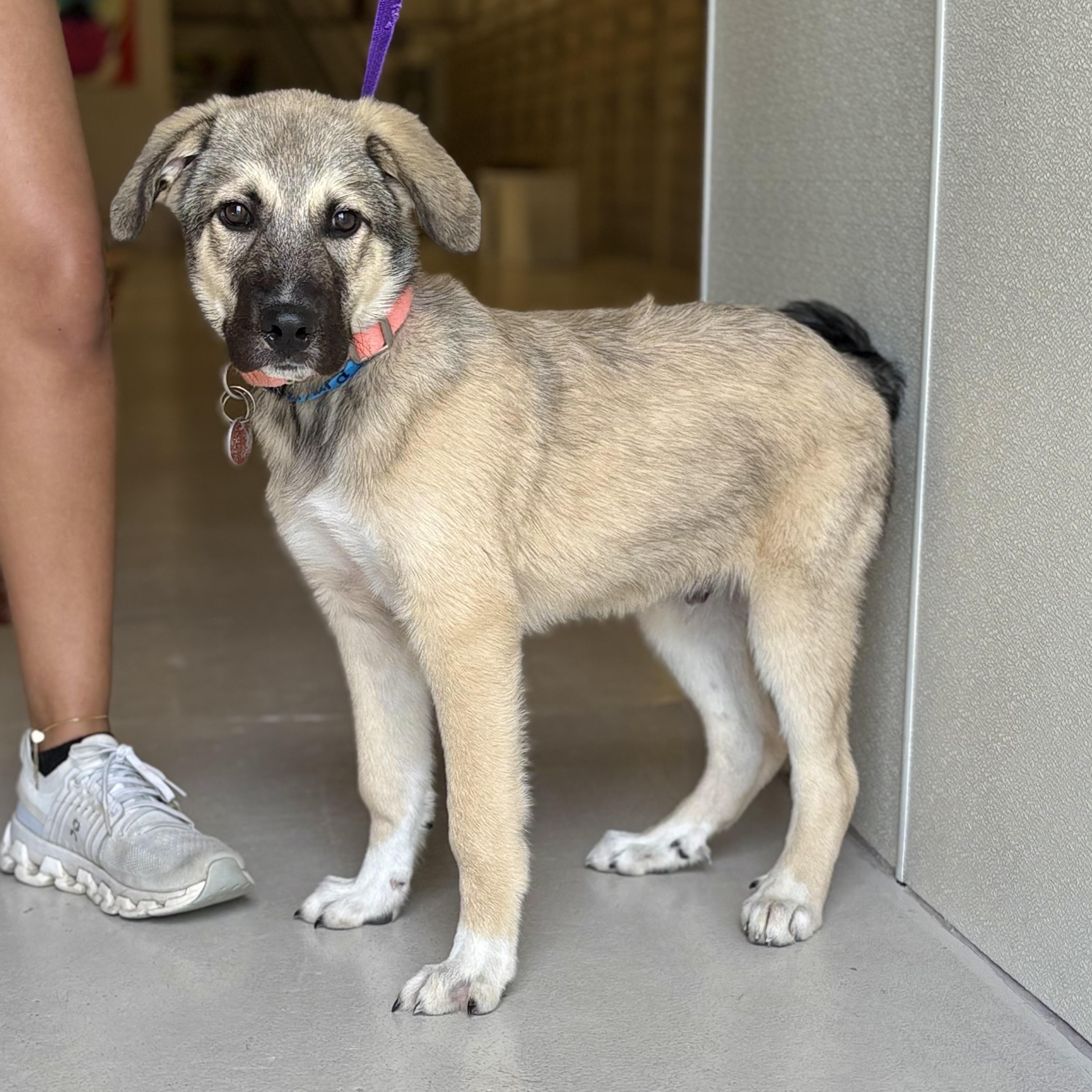 Bernard & Burlap Bonded Pair BOGO Adoption Fee!, a Adoptable Anatolian Shepherd in Chicago, IL image 2/2