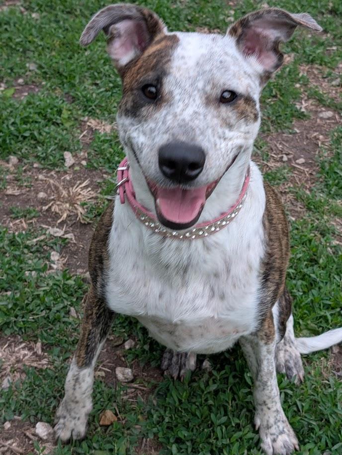 Jasmine, Adoptable, Adult Female Australian Shepherd & Pit Bull Terrier.