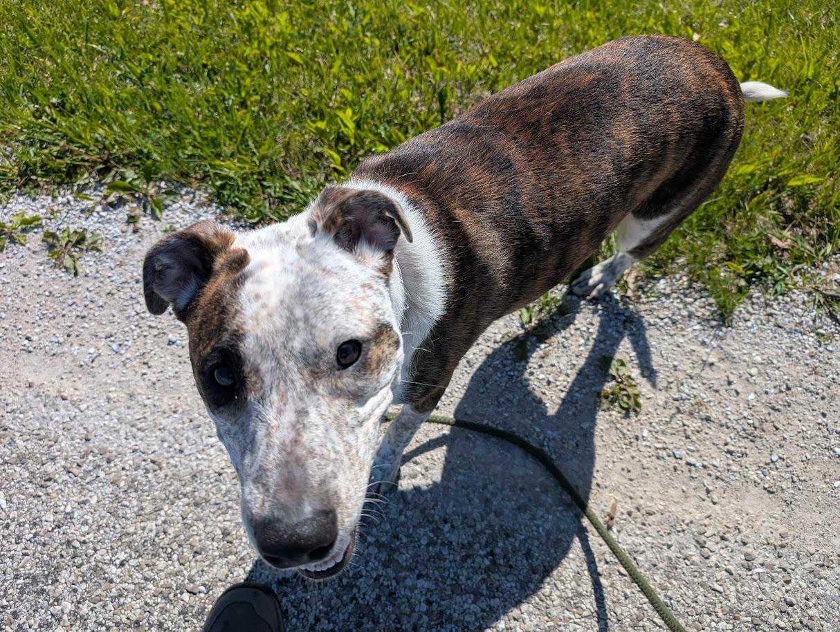 Jasmine, a Adoptable mixed breed in Carthage, IL image 5/6