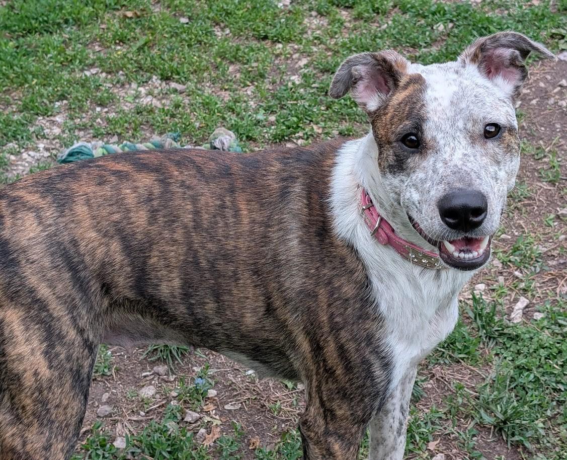 Jasmine, a Adoptable mixed breed in Carthage, IL image 2/6