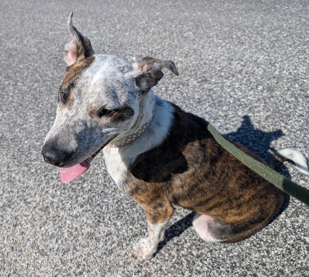 Jasmine, a Adoptable mixed breed in Carthage, IL image 6/6