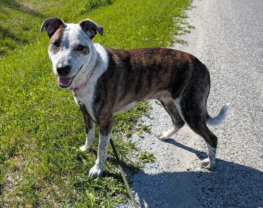 Jasmine, a Adoptable mixed breed in Carthage, IL image 3/6