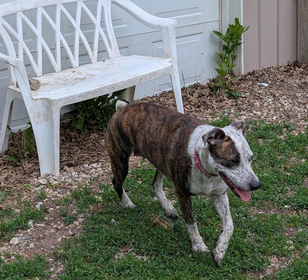 Jasmine, a Adoptable mixed breed in Carthage, IL image 4/6
