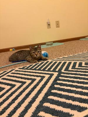 Enlarge Gumbo, a Adopted Domestic Short Hair in Mokena, IL image 2/3