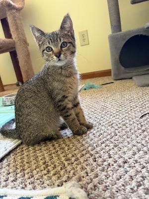 Gumbo, Adopted, Kitten Male Domestic Short Hair.